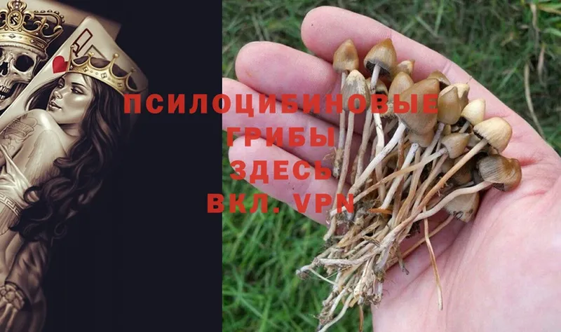 Псилоцибиновые грибы MAGIC MUSHROOMS  МЕГА как зайти  Ревда  закладка 